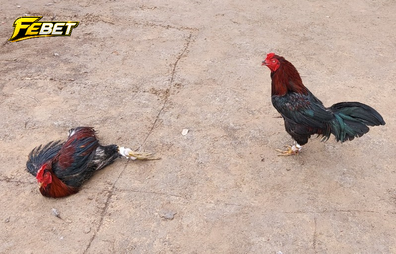 Đôi nét về đá gà tại febet