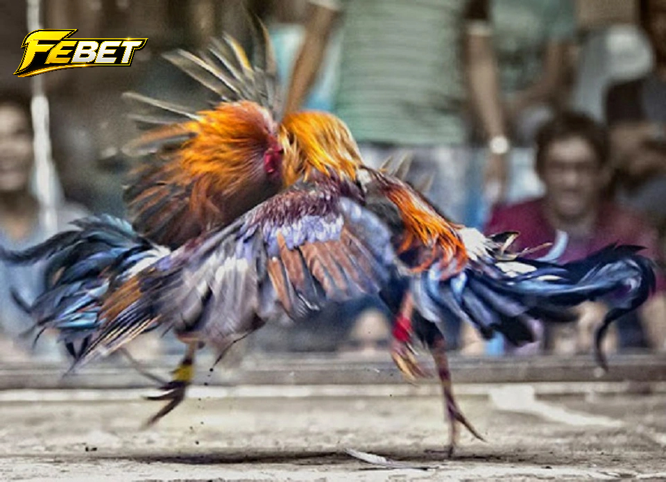 Các kiểu đá gà phổ biến hiện nay